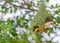 Golden Baya weaver Building Nest On The Tree.