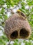 Golden Baya weaver Building Nest On The Tree.