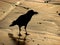 Golden Beach Crow