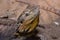 Golden bearded dragon lizard