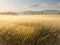 Golden Beauty: Exploring the Serene Field of Wheat.