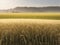 Golden Beauty: Exploring the Serene Field of Wheat.