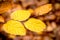 Golden beech leaves and blurred background