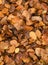 Golden beech tree leaves on ground in Autumn