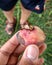 Golden Beetle on a fruit