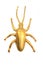 Golden beetle isolated