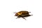Golden Beetle on White background from Side