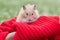 Golden beige fluffy Syrian hamster on red knitted in the hands