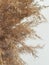 Golden beige pampas dry grass, detail, natural texture design background