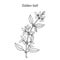 Golden bell Forsythia suspensa , medicinal plant