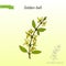 Golden bell Forsythia suspensa , medicinal plant