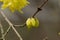 Golden bell Forsythia suspensa, yellow buds