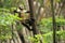 Golden-bellied capuchin