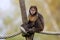 golden-bellied capuchin monkey Sapajus xanthosternos sitting on a tree