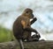 Golden-bellied mangabey