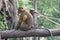 Golden-bellied Mangabey - Cercocebus chrysogaster