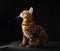 Golden bengal cat studio shot