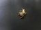 Golden big-eyed jumping spider