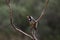 Golden-billed saltator perched on a twig. Saltator aurantiirostris.