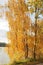 Golden birch