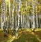 Golden birch grove drenched in autumn sun