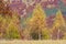 Golden birch tree with autumn background