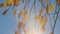 Golden birch tree leaves in sunlight. Orange yellow green birch leaves. Nature background. Close up.