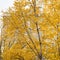 Golden Birch Trees In Autumn