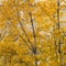 Golden Birch Trees In Autumn