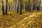 Golden birch wood