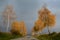 Golden birches in the fall by the road with overcast sky.