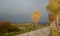 Golden birches in the fall by the road with overcast sky.