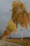 Golden birches in the fall by the road with overcast sky.