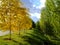 Golden birches and green poplars