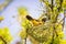 Golden bird. Beautiful bird Asian Golden Weaver on Build a nest for breeding, Ploceus hypoxanthus