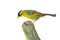 Golden Bird (Silver-eared Mesia)