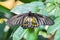 Golden birdwing butterfly