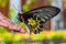 Golden birdwing butterfly