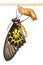 Golden birdwing butterfly