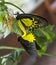 Golden birdwing butterfly. Pairing.