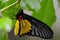 Golden Birdwing (Troides aeacus) butterfly