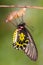 Golden Birdwing Troides aeacus butterfly