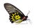 Golden Birdwing Troides aeacus butterfly