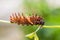Golden Birdwing Troides aeacus caterpillar