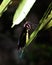 Golden birdwings butterfly.