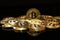 The golden Bitcoin lined up on black background