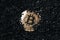 Golden bitcoin shine under black volcano rocks background. Creative cryptocurrency or blockchain mining concept. Financial market,