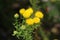 `Golden Bitterbush` flowers - Chrysocoma Coma-aurea