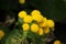 `Golden Bitterbush` flowers - Chrysocoma Coma-aurea