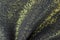 Golden black fabric texture